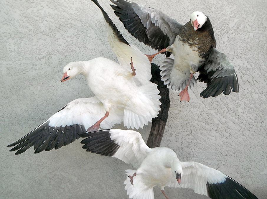 Snow Geese