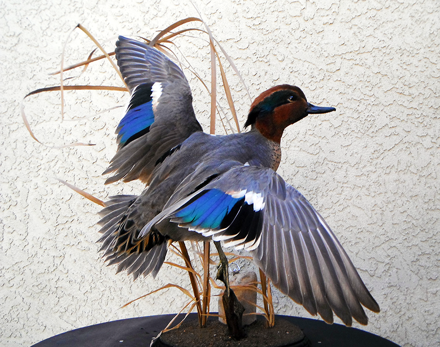 Greenwing Teal