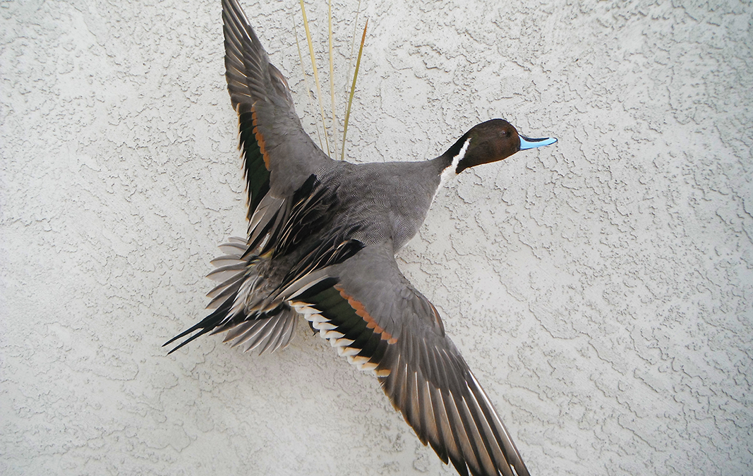 Drake Pintail