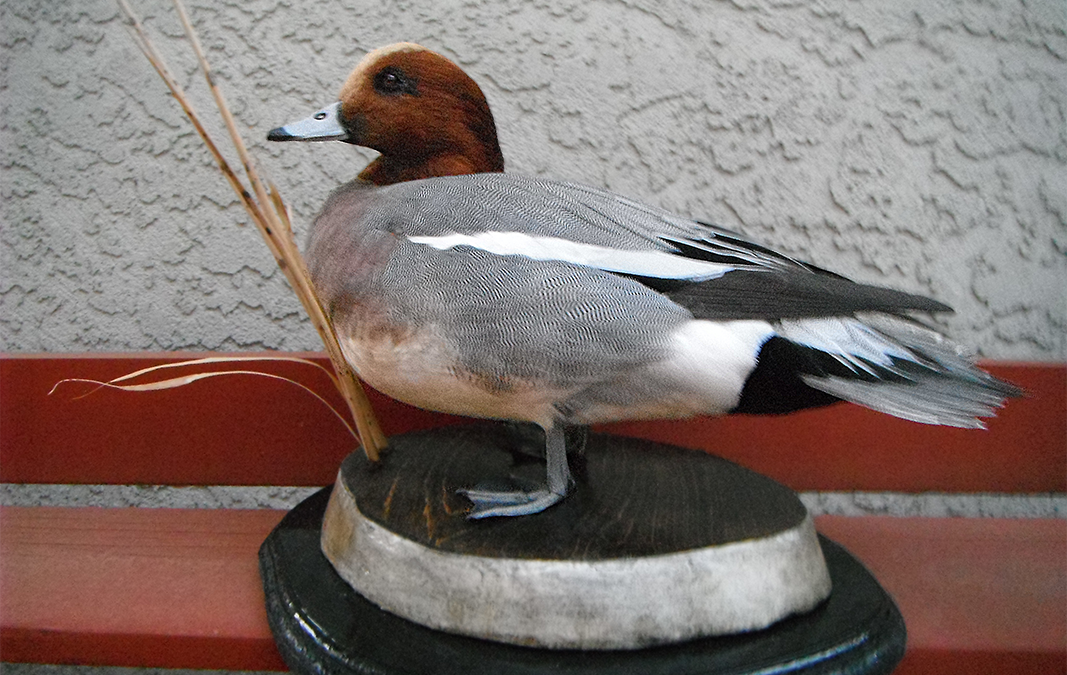 Eurasian Wigeon