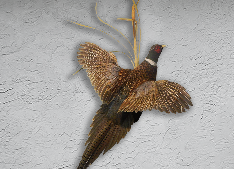 Pheasant