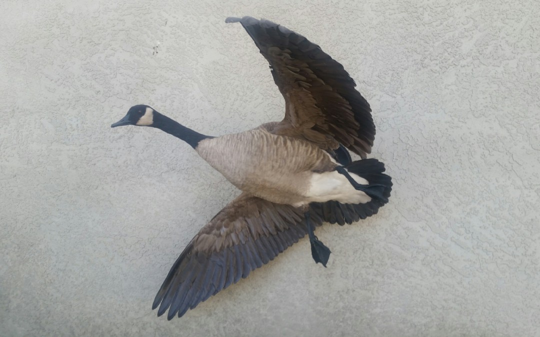 Canadian Goose