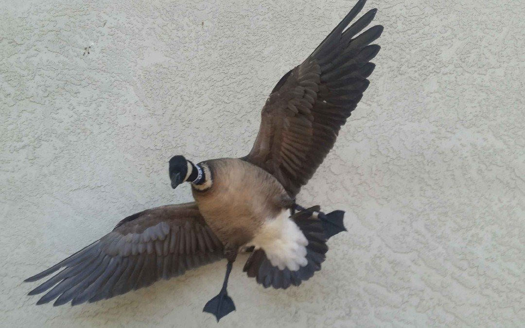 Aluetian Goose