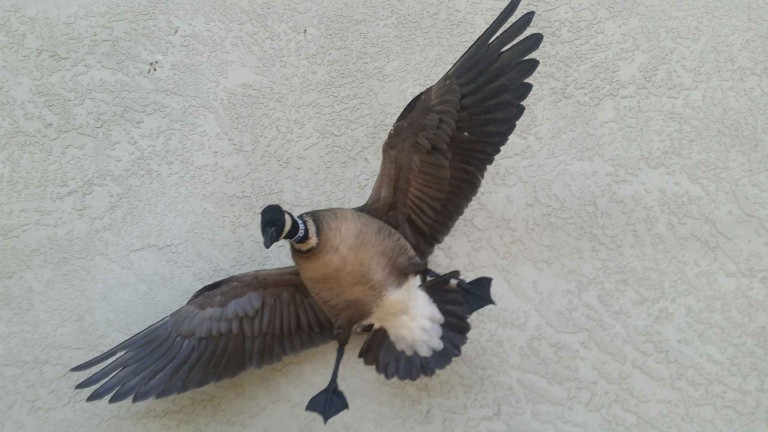 Aluetian Goose